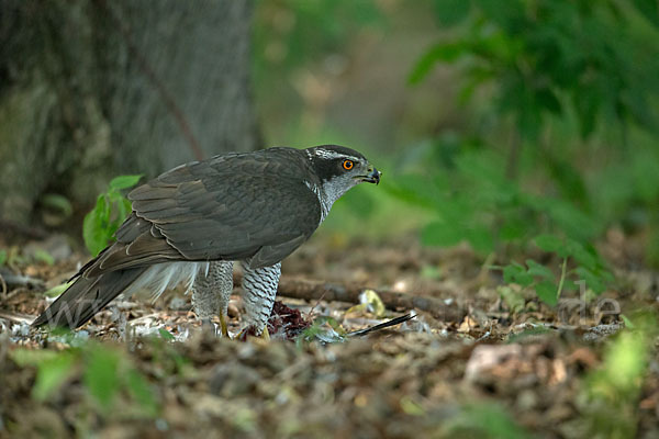Habicht (Accipiter gentilis)
