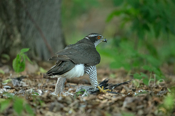 Habicht (Accipiter gentilis)