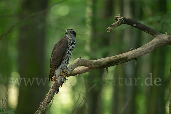 Habicht (Accipiter gentilis)