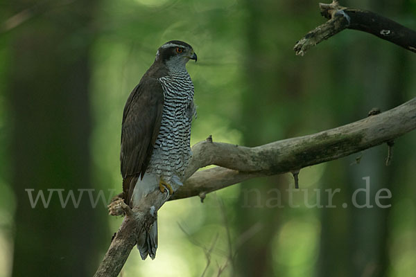 Habicht (Accipiter gentilis)