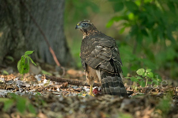 Habicht (Accipiter gentilis)