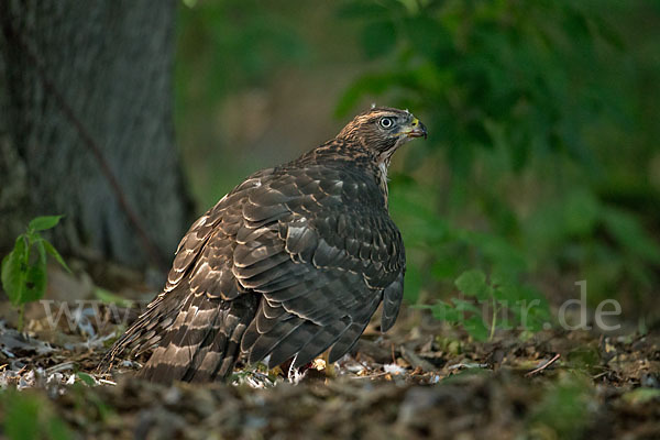 Habicht (Accipiter gentilis)