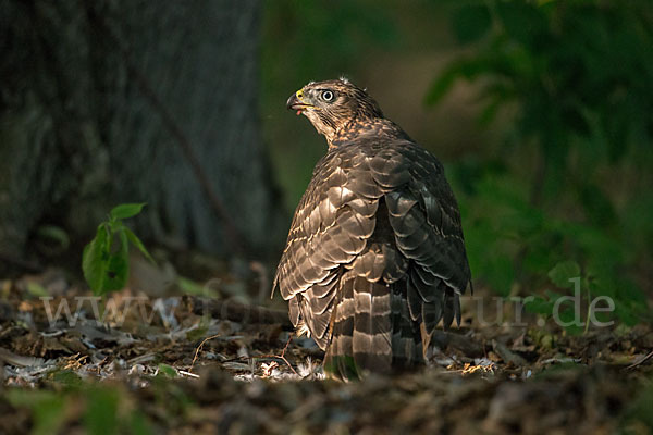 Habicht (Accipiter gentilis)