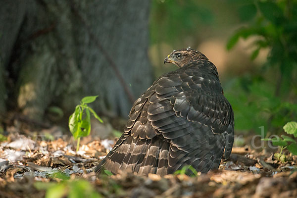 Habicht (Accipiter gentilis)