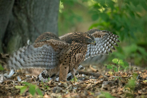 Habicht (Accipiter gentilis)