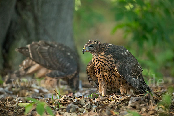 Habicht (Accipiter gentilis)