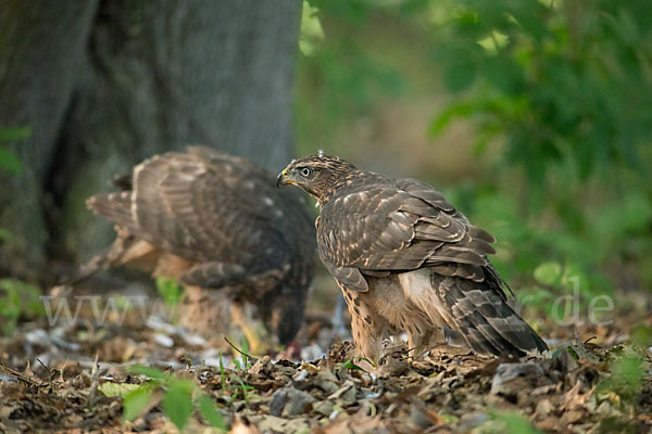 Habicht (Accipiter gentilis)