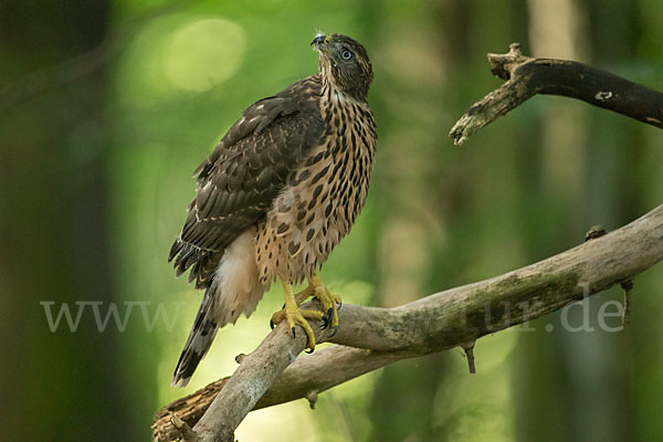 Habicht (Accipiter gentilis)