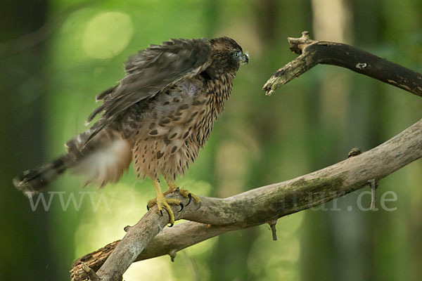 Habicht (Accipiter gentilis)