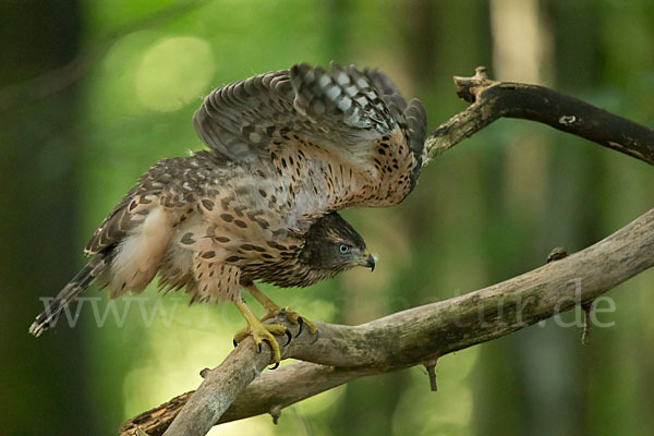 Habicht (Accipiter gentilis)