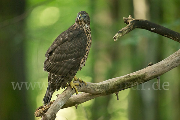 Habicht (Accipiter gentilis)