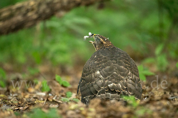 Habicht (Accipiter gentilis)