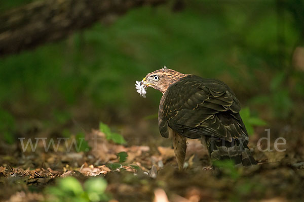 Habicht (Accipiter gentilis)