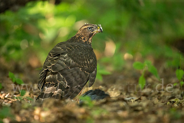 Habicht (Accipiter gentilis)