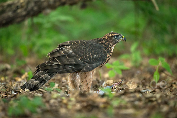 Habicht (Accipiter gentilis)