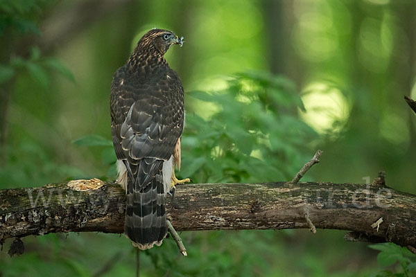 Habicht (Accipiter gentilis)