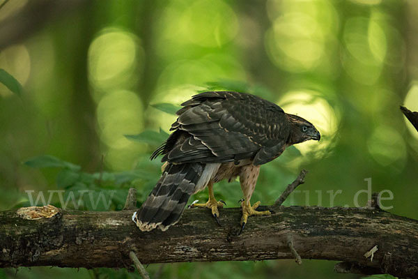 Habicht (Accipiter gentilis)