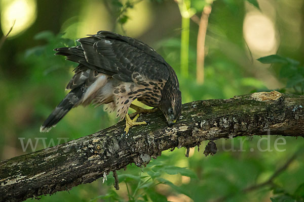 Habicht (Accipiter gentilis)