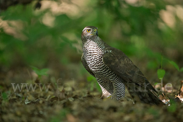 Habicht (Accipiter gentilis)