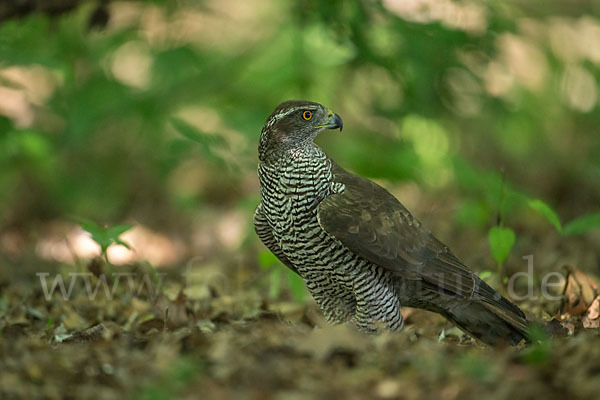 Habicht (Accipiter gentilis)