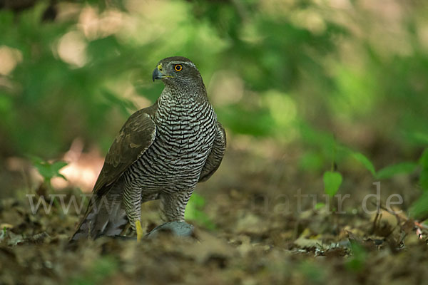 Habicht (Accipiter gentilis)