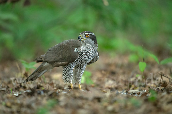 Habicht (Accipiter gentilis)