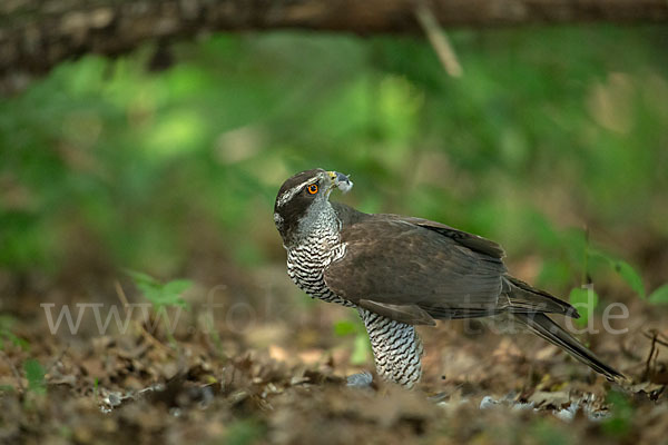 Habicht (Accipiter gentilis)