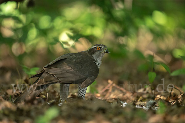 Habicht (Accipiter gentilis)