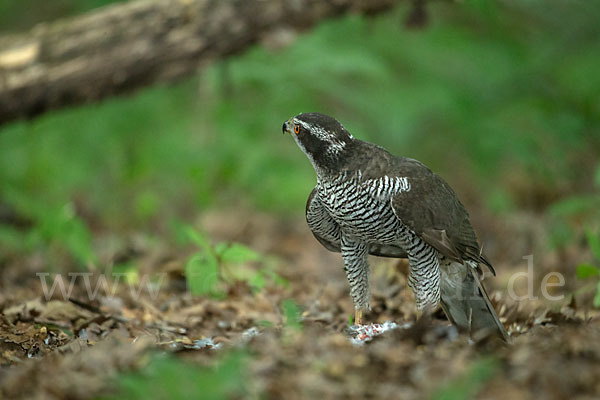 Habicht (Accipiter gentilis)