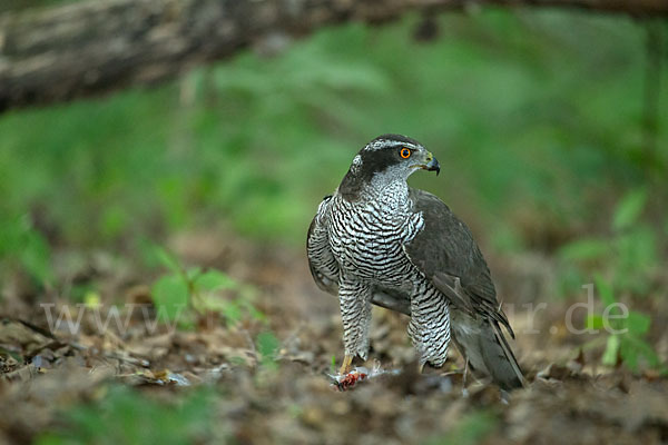 Habicht (Accipiter gentilis)