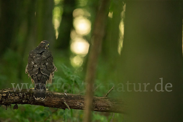 Habicht (Accipiter gentilis)