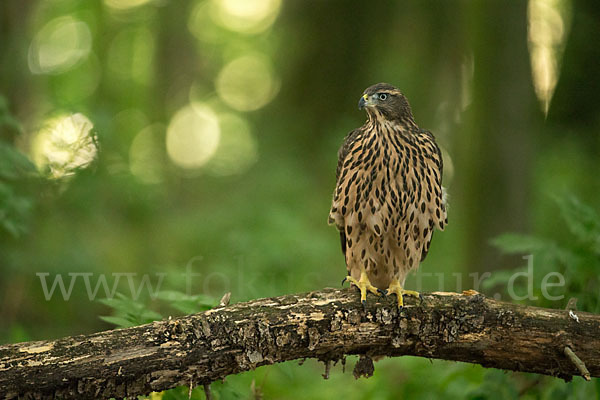 Habicht (Accipiter gentilis)