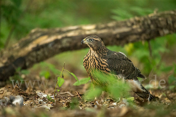 Habicht (Accipiter gentilis)