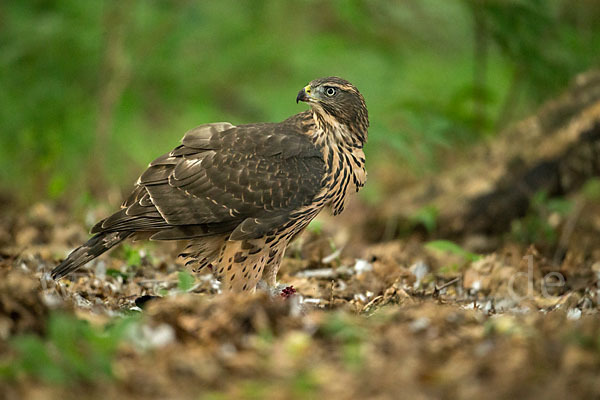 Habicht (Accipiter gentilis)