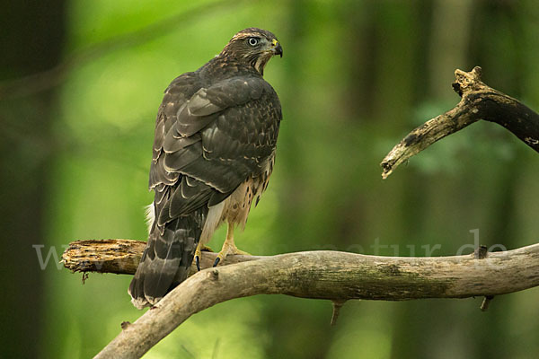 Habicht (Accipiter gentilis)