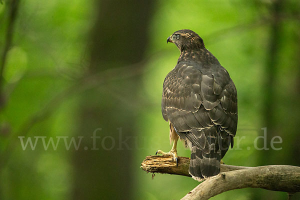 Habicht (Accipiter gentilis)