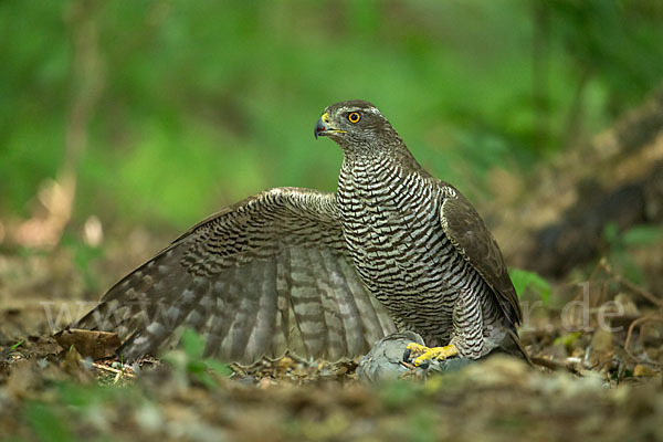 Habicht (Accipiter gentilis)