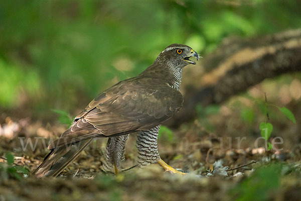 Habicht (Accipiter gentilis)