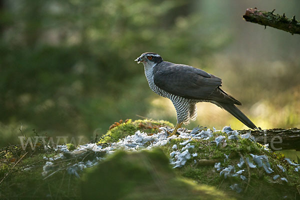 Habicht (Accipiter gentilis)