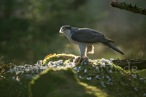 Habicht (Accipiter gentilis)