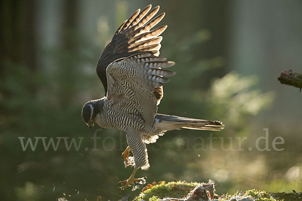 Habicht (Accipiter gentilis)