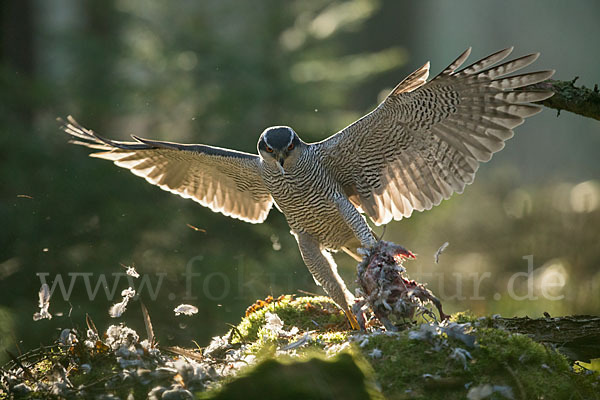 Habicht (Accipiter gentilis)