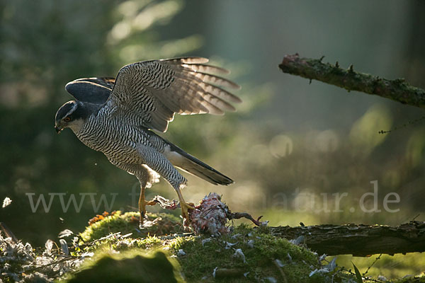 Habicht (Accipiter gentilis)