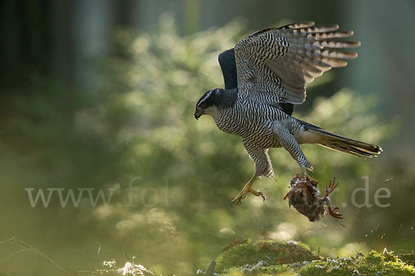 Habicht (Accipiter gentilis)