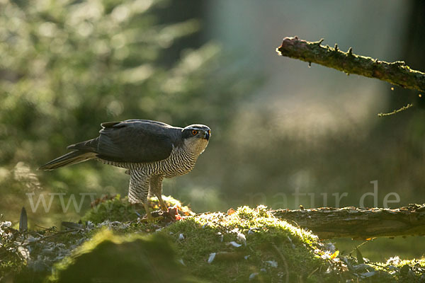 Habicht (Accipiter gentilis)