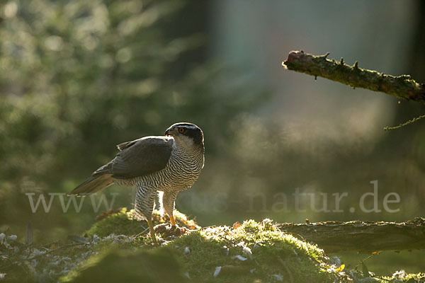 Habicht (Accipiter gentilis)