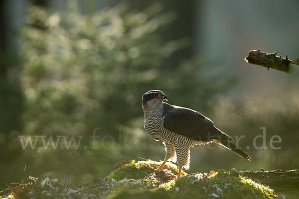 Habicht (Accipiter gentilis)