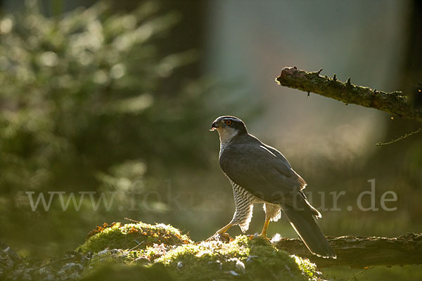 Habicht (Accipiter gentilis)