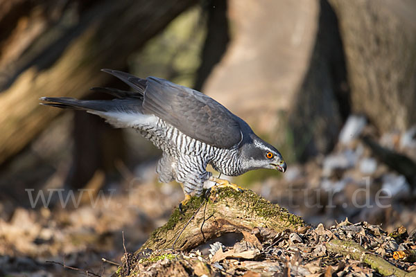 Habicht (Accipiter gentilis)