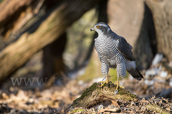 Habicht (Accipiter gentilis)